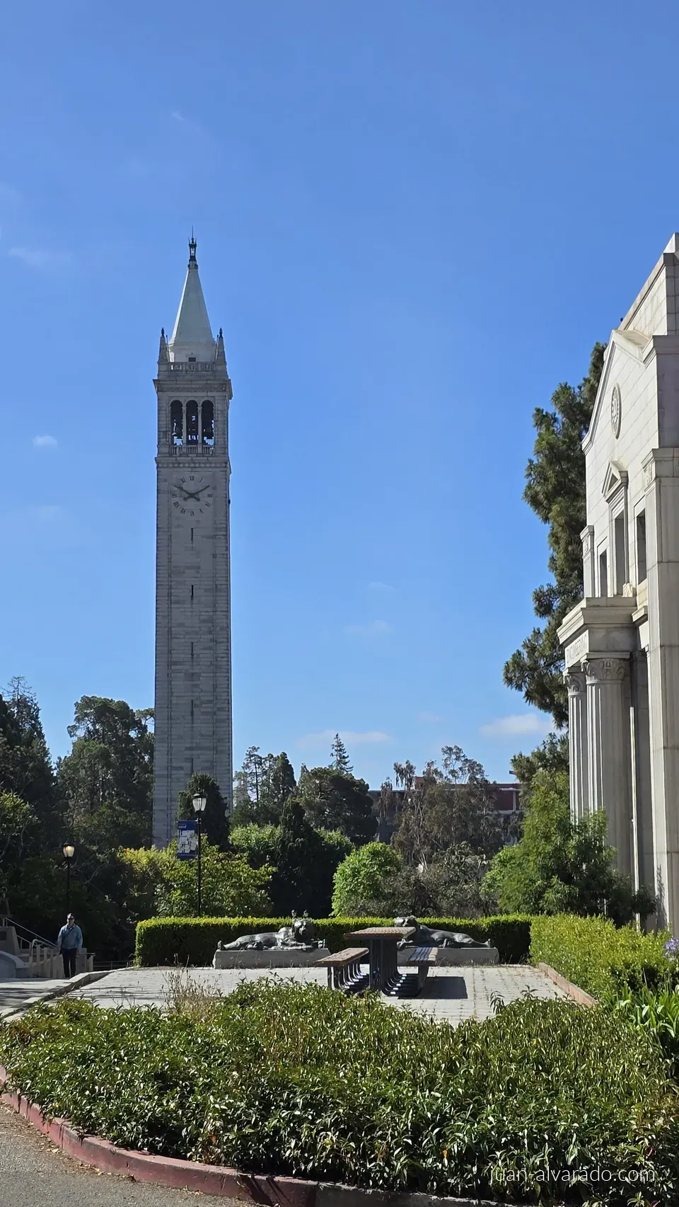 Sather Tower above the campus gardens