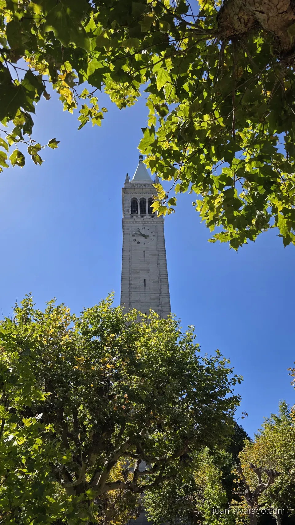 Sather Tower behind the trees