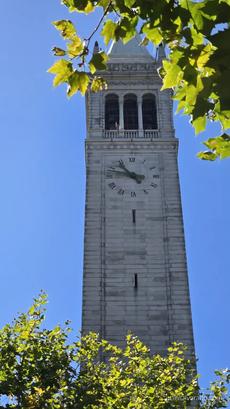 Sather Tower framed by leaves
