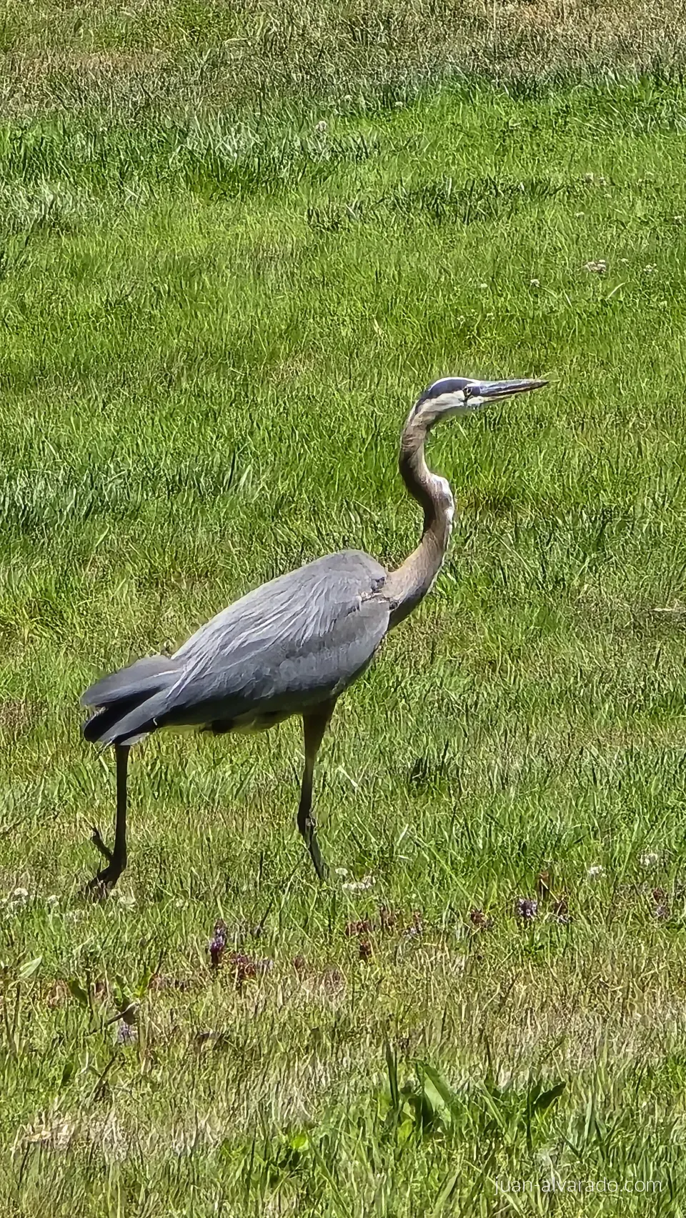 A heron in the grass
